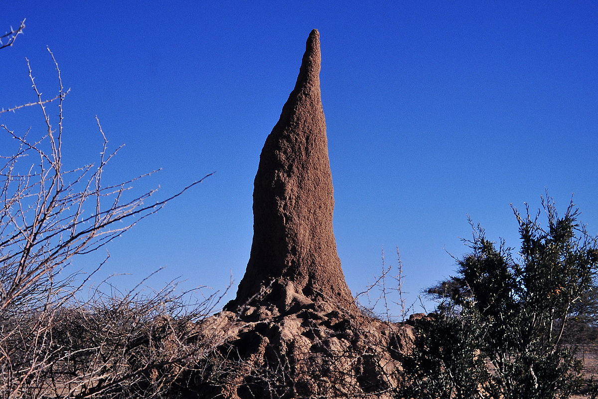 2,200 Year Old Termite Mound Discovered in Central Africa | The Science