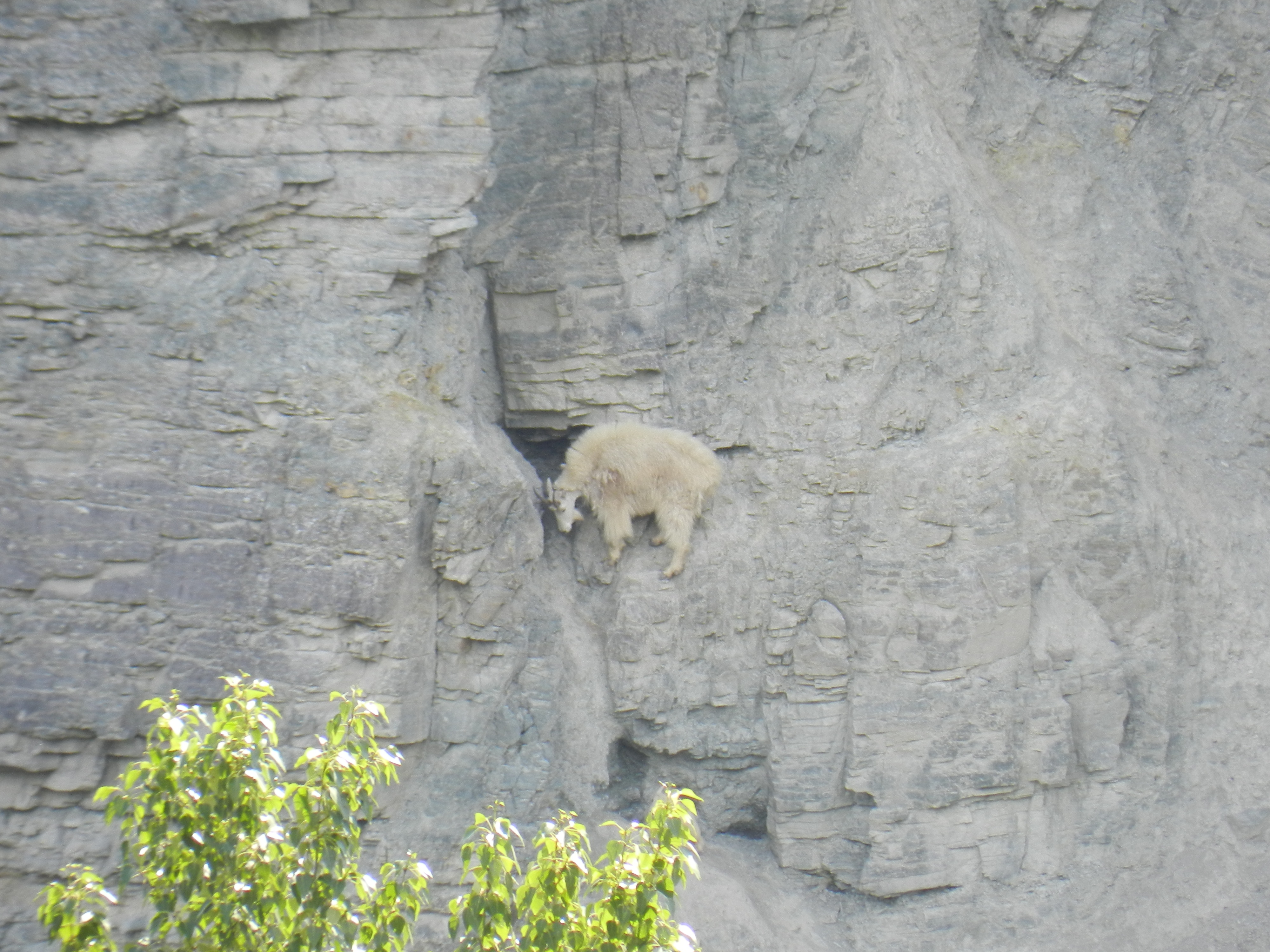 How Mountain Goats Ascend Nearly Vertical Cliffs | The Science Explorer