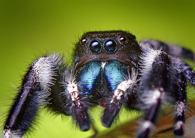 Spiders Lack Ears, But They Can Hear Through Their Leg Hairs | The Science  Explorer