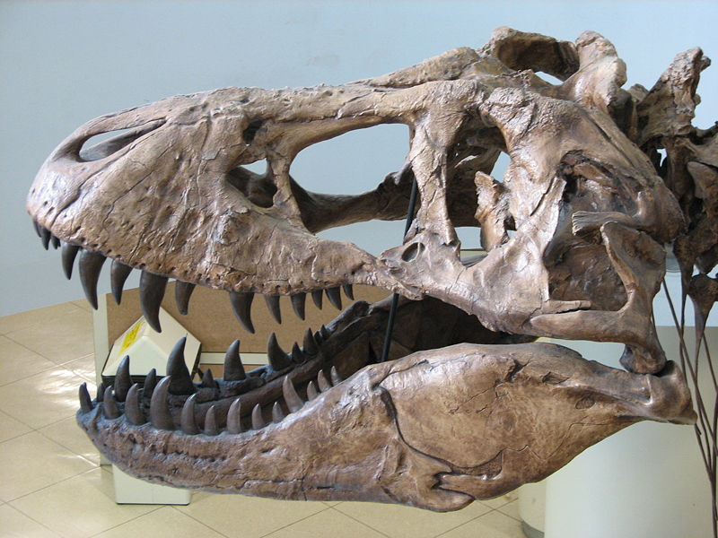 Rare 66.3 Million-Year-Old T. Rex Skull Discovered in Montana | The