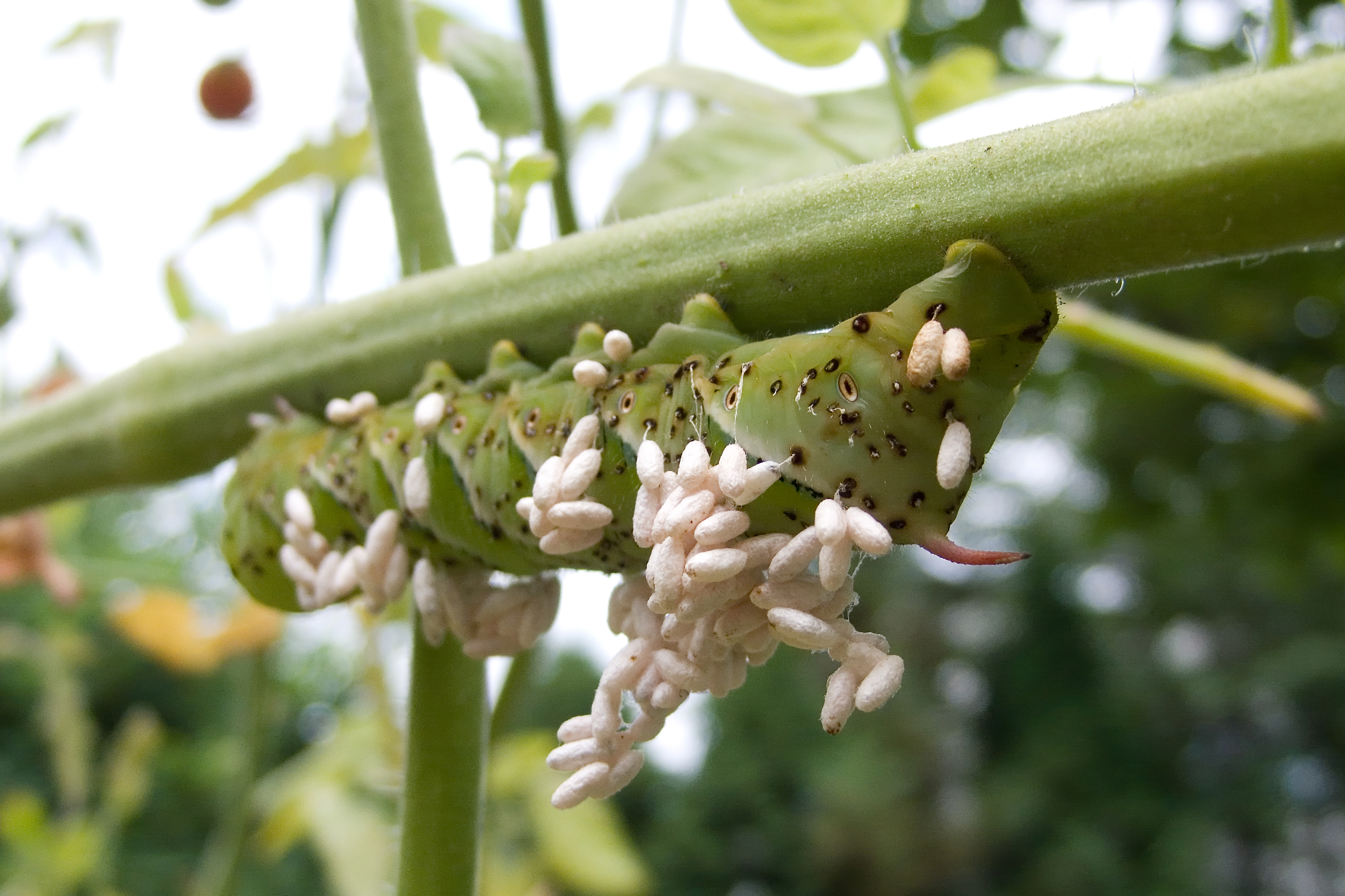 Parasitic Wasps Can Genetically Modify Their Caterpillar Hosts