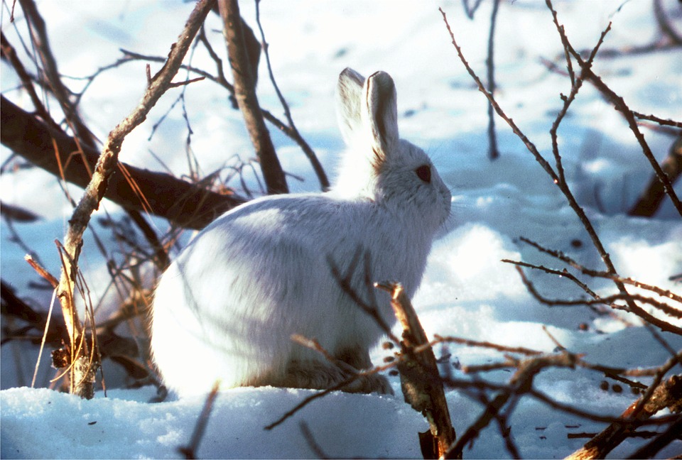 Fat, Fur, and Feathers: How Animals Survive Winter (Polar Vortex or Not) |  The Science Explorer