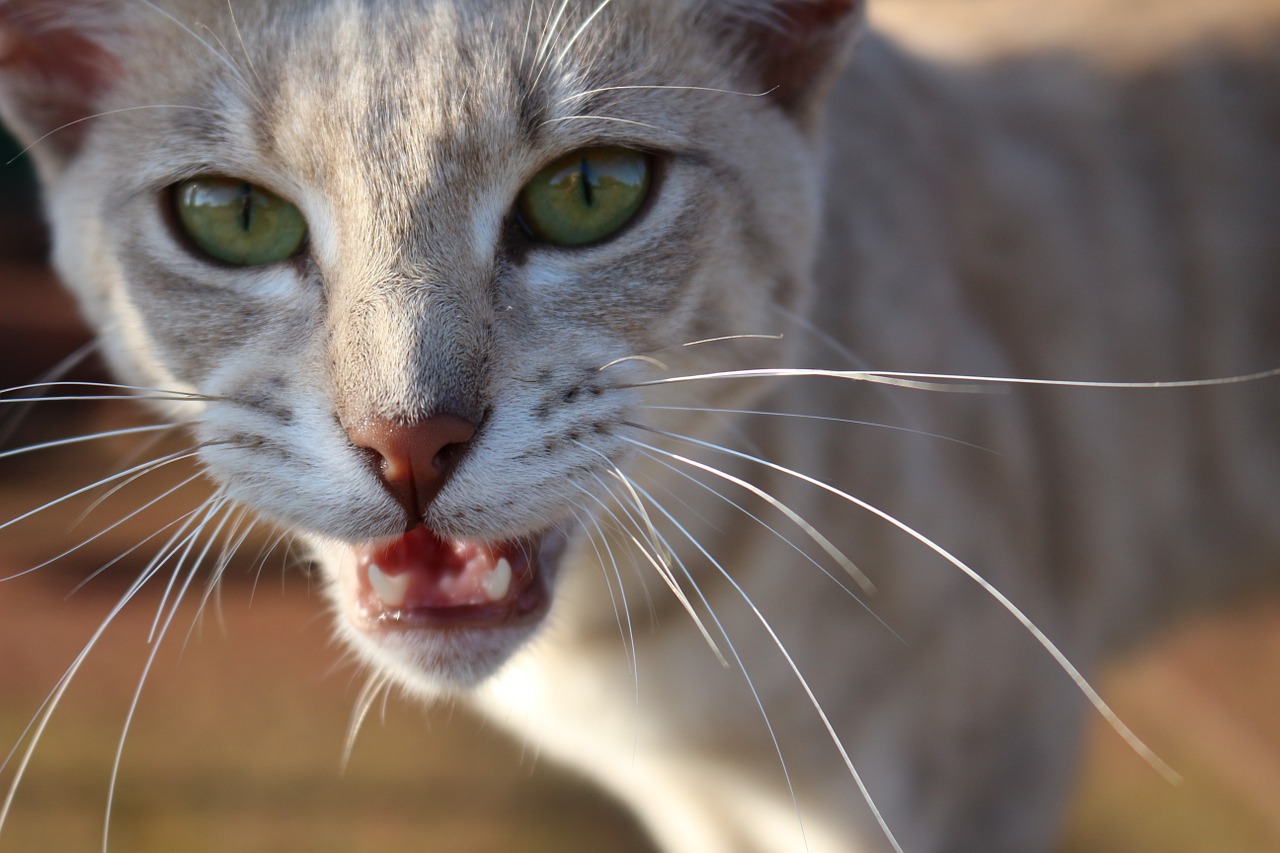 What's that meow? Decoding different cat sounds and what they mean