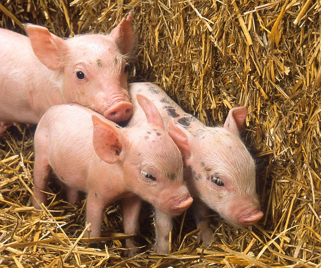 The Latest Pet Trend: Genetically-Engineered Micro-Pigs | The Science  Explorer