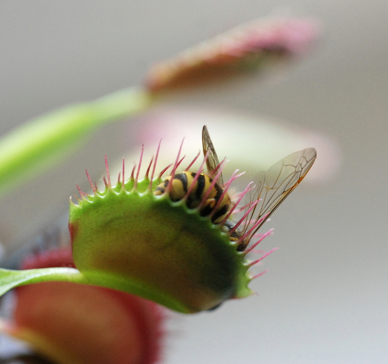 How to escape a Venus flytrap, in one easy step, Science