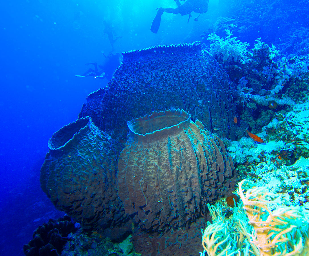 giant sea sponges