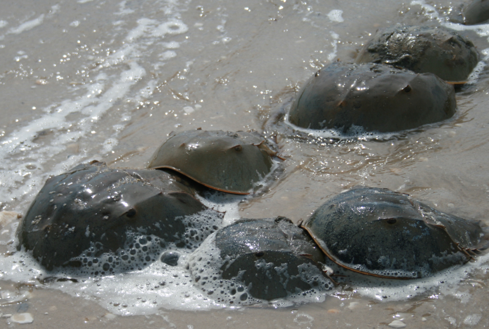 Living fossil, horseshoe crab mating on a beach