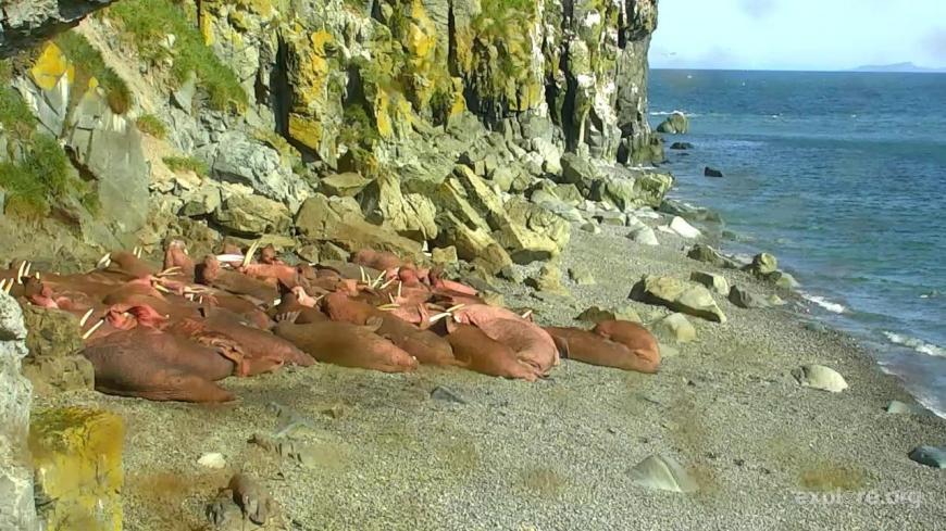 Walruses at Round Island, Alaska