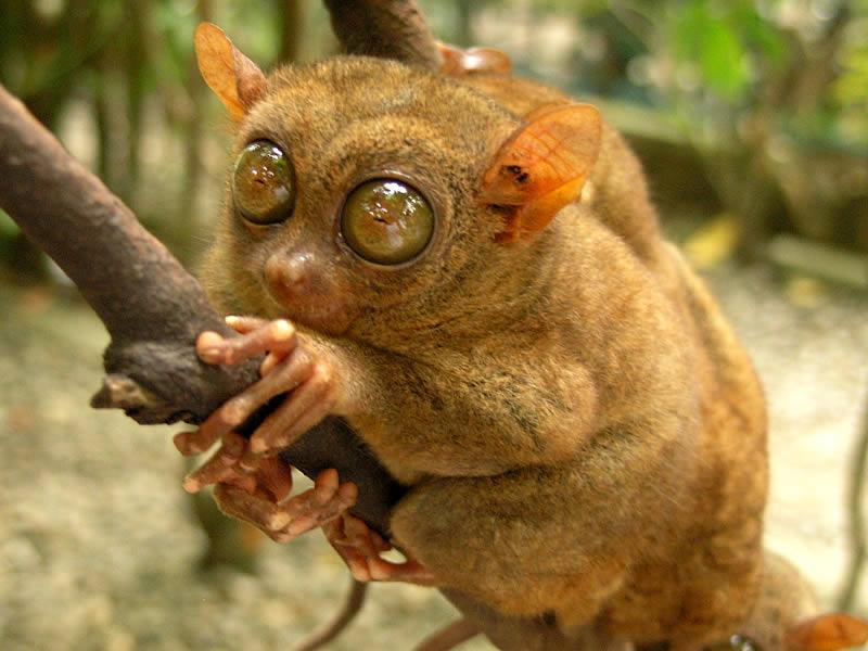 A tarsier clinging to a tree limb. Tarsiers are tiny primates with large eyes and upright ears.