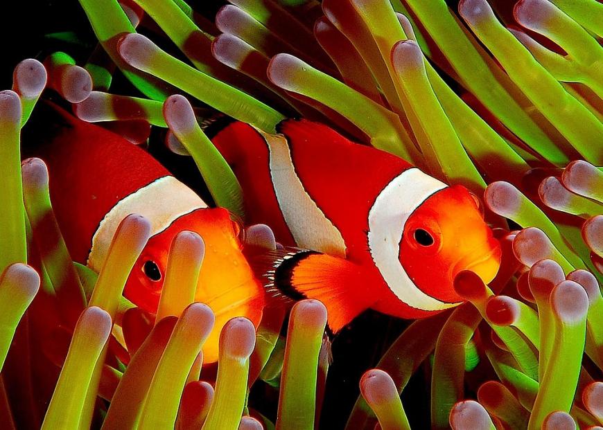 Two clownfish (Amphiprion ocellaris)