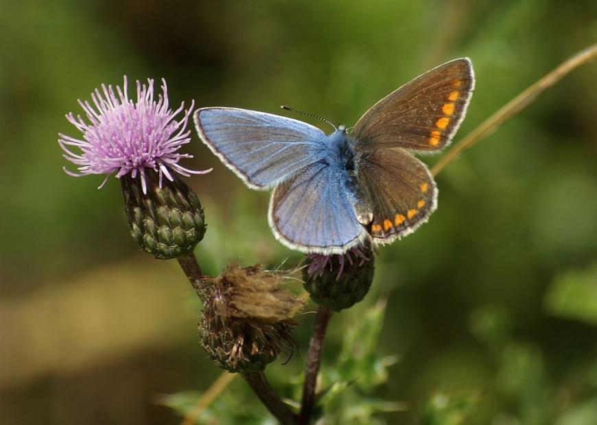 Gynandromorph of Common Blue butterfly