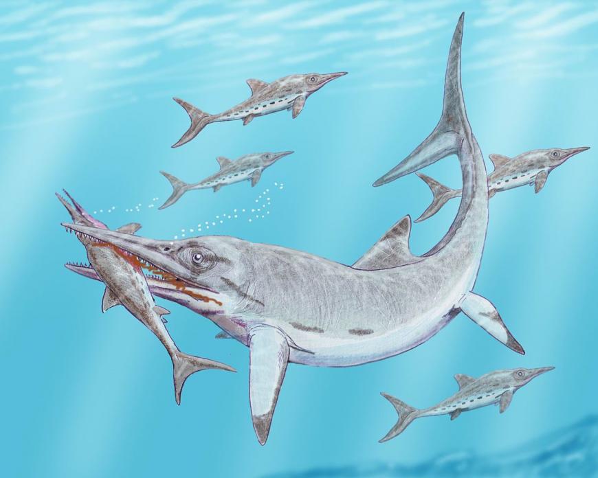 Illustration of a whale-like reptile with a long, pointed snout, attacks a smaller, shark-like animal