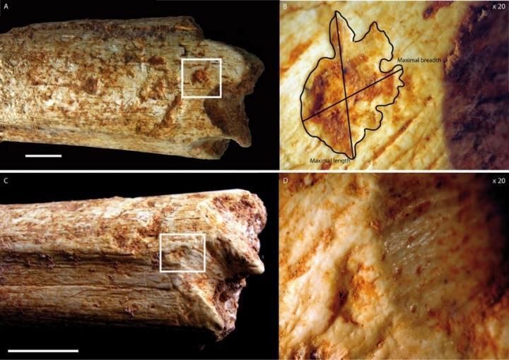 Tooth marks on a middle pleistocene hominin femur bone