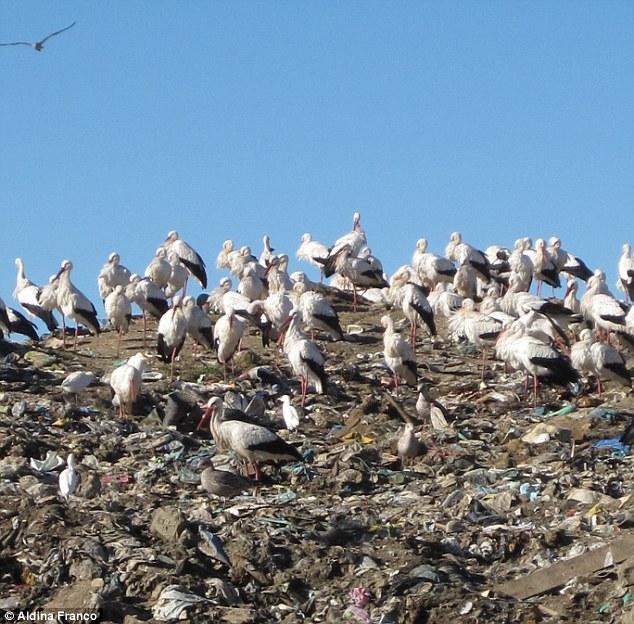 Gulls at a landfill