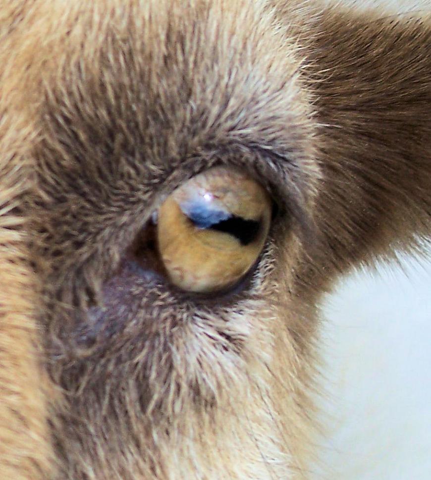 The slit-like eyes of goats give them a wider field of view.