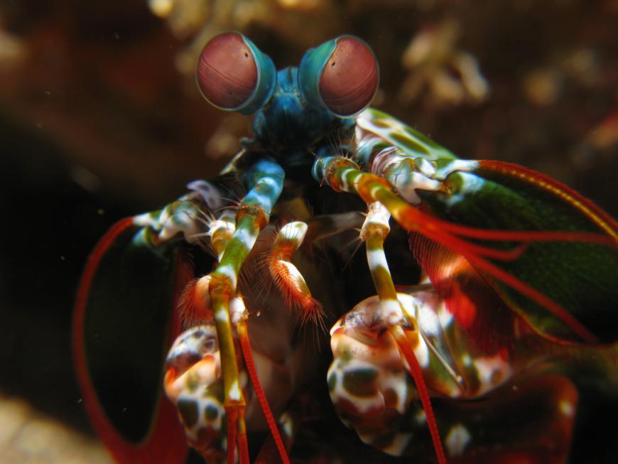 Mantis shrimp have the most complex eyes of any animal.