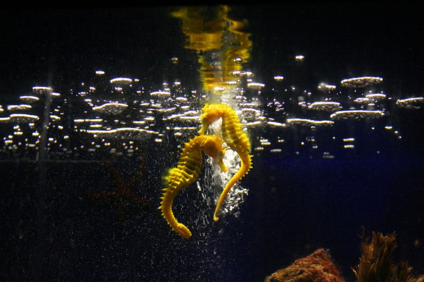 Yellow seahorses