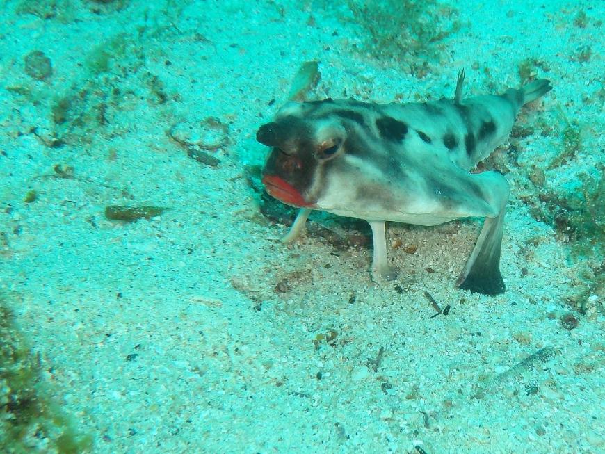 Red-lipped Bat fish @ Galapagos