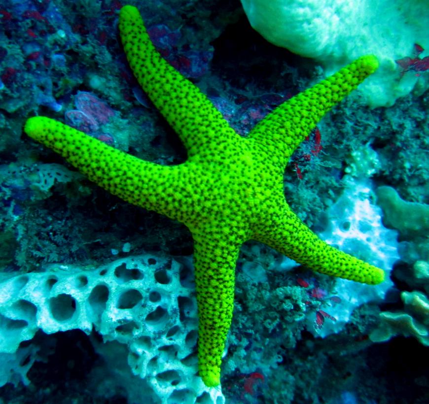 A lime green-colored starfish attached to coral