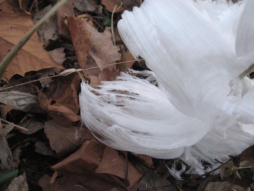 Ice flowers. fine tendrils of ice, several inches long, sprouting from dead leaves on the ground.