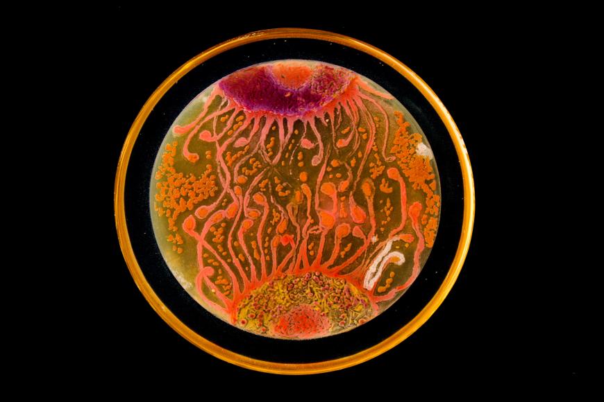 Agar art of cell-to-cell communication