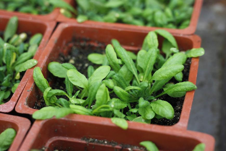 Arabidopsis thaliana growing in pots