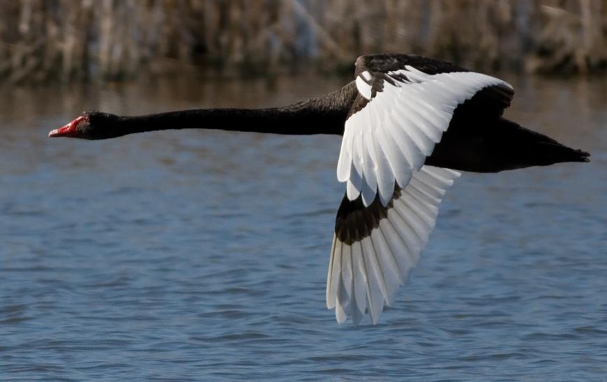 Black swan in flight