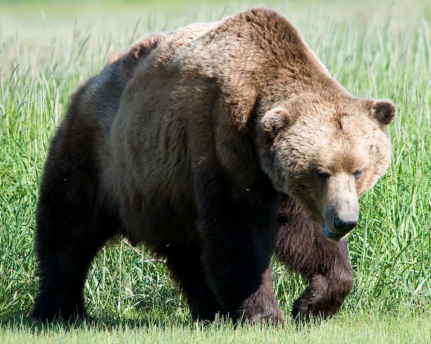 Alaska Peninsula brown bear (a grizzly)