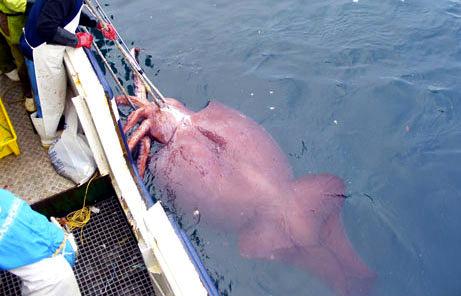 Colossal squid caught in a fisherman&#039;s net