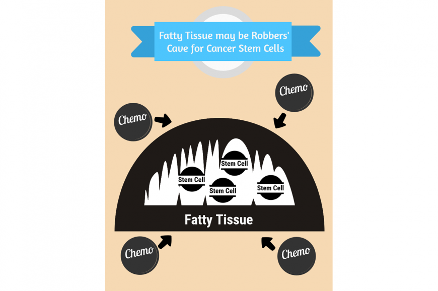 Diagram showing how cancer stem cells are protected from chemo drugs by fatty tissue
