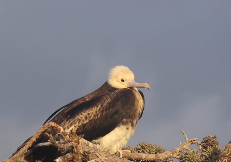 Young frigate bird in a tree, Europa