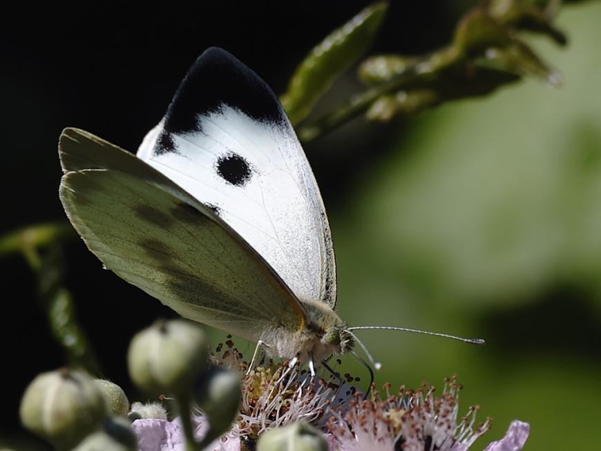 Insect cabbage white butterfly