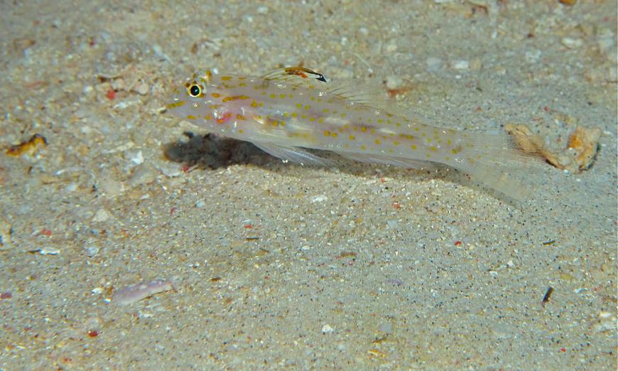 Orange-spotted sand goby