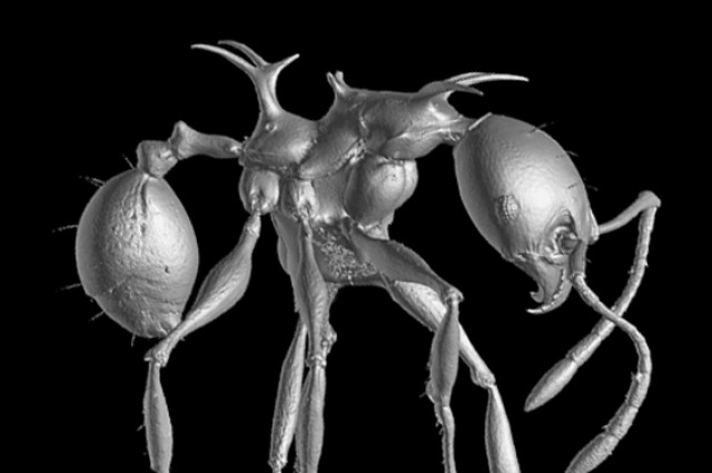 X-ray imagery of Pheidole ant