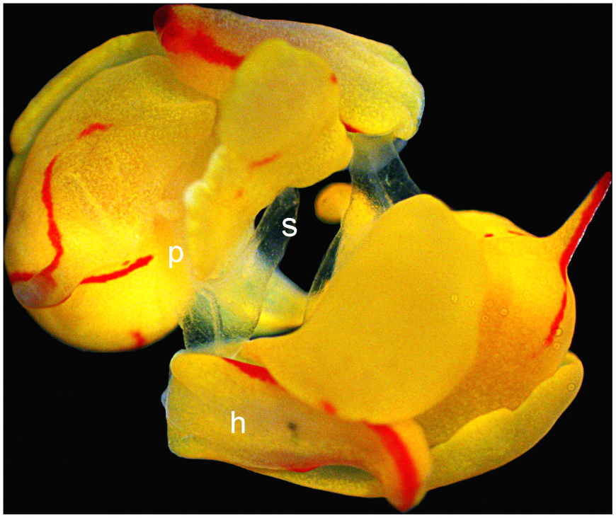 Siphopteron quadrispinosum, a hermaphroditic sea slug