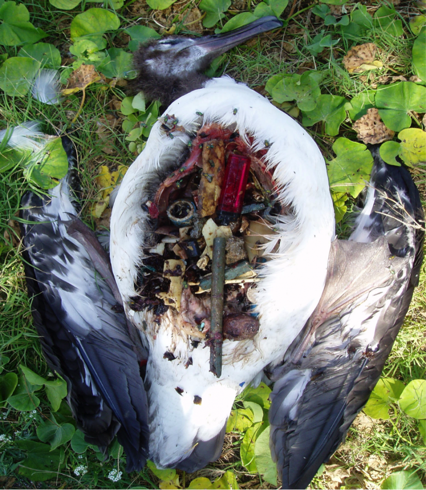 Ingested plastic in dead bird