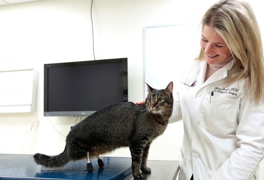 Veterinarian, Mary Bergh, gave Vincent the cat two prosthetic legs