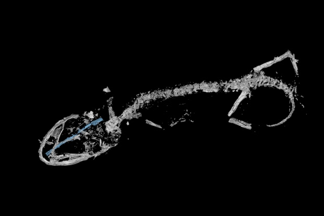 micro-CT scan of the oldest fossil Chameleon