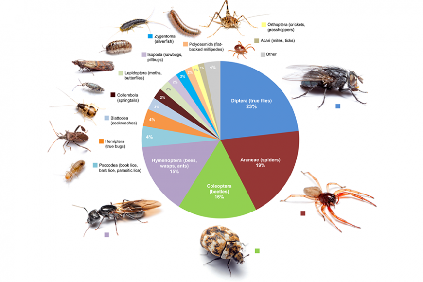 Pi chart of the arthropods in your home
