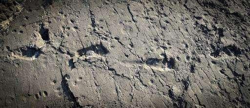 Ancient Human Ancestor Was One Tall Dude, His Footprints Say