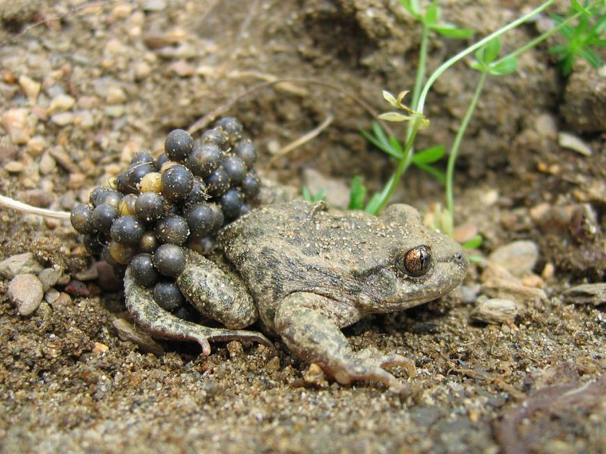 Male midwife toad carrying eggs