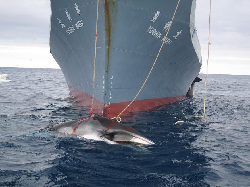A whale is captured by the Yushin Maru, a Japanese harpoon vessel. 