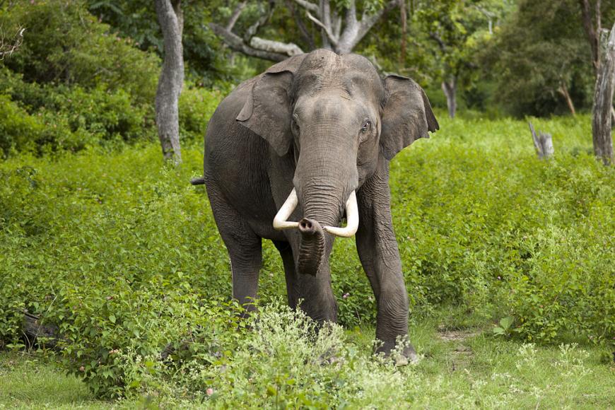 Indian elephants