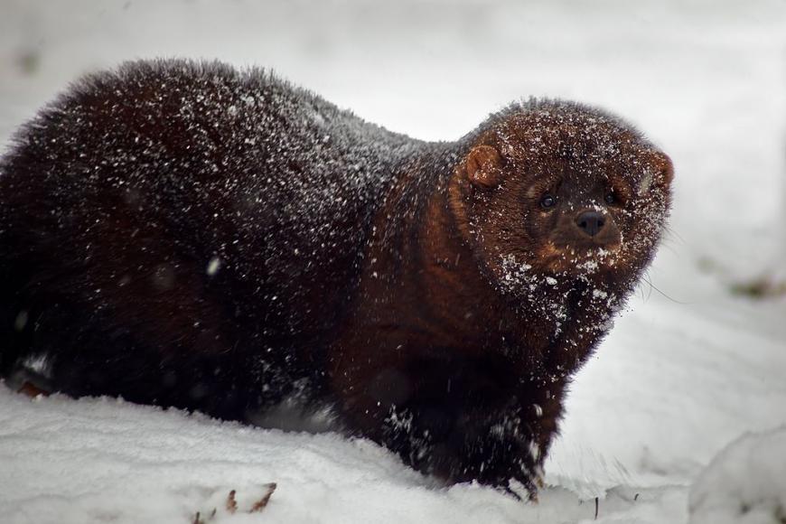 A fisher (animal) in a snowstorm.