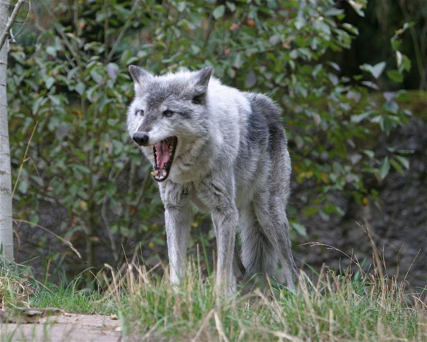 A grey wolf