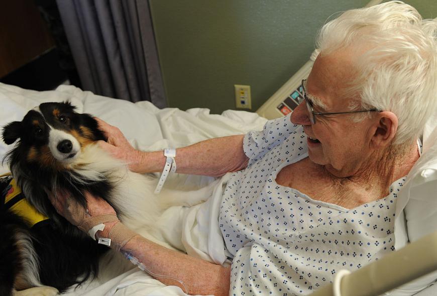 Langley, the therapy dog, sits in the lab of an elderly hospital patient.