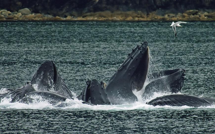 Humpback whales net feeding