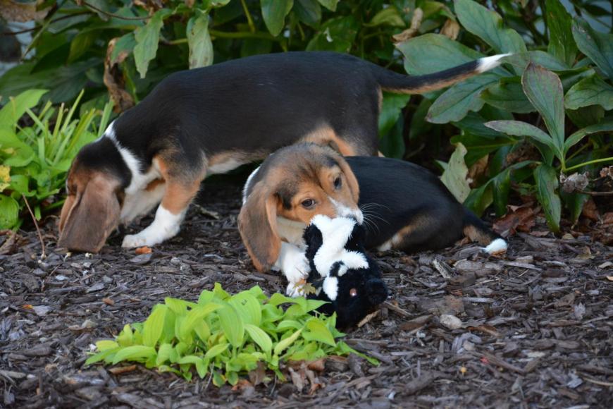 Cornell University research leads to first puppies born by in vitro fertilization.