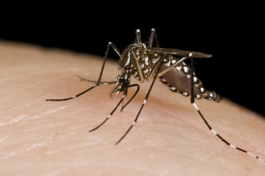 Mosquito biting the skin