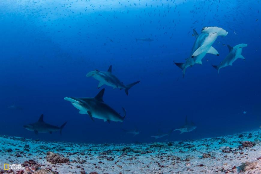 A group of hammerhead sharks wims over the sandy seafloor at Darwin Island